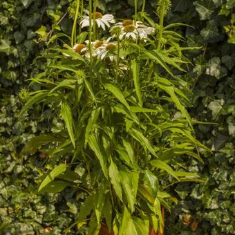 Echinacea purpurea 'Avalanche'