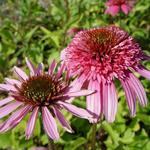 Echinacea purpurea 'Pink Sorbet' - Rode zonnehoed