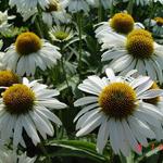 Echinacea purpurea 'Primadonna White' - Rode zonnehoed