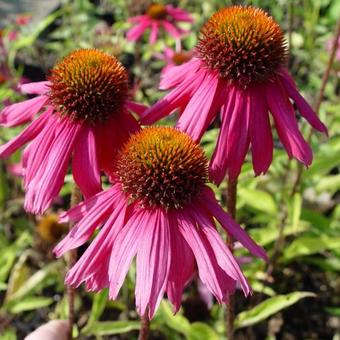 Echinacea purpurea 'Red Knee High'