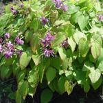 Epimedium grandiflorum 'Shiho' - Elfenbloem