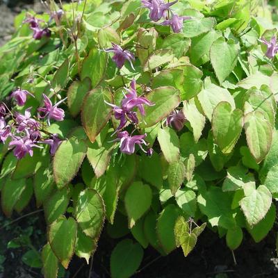 Elfenbloem - Epimedium grandiflorum 'Shiho'