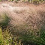 Eragrostis trichodes 'Bend' - Liefdesgras - Eragrostis trichodes 'Bend'