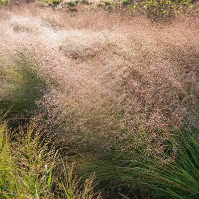 Eragrostis trichodes 'Bend' - Liefdesgras