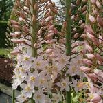 Eremurus robustus - Naald van Cleopatra