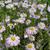 Erigeron 'Quakeress'