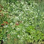 Euphorbia corollata - Prairie gipskruid