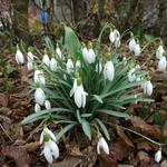 Galanthus nivalis - Sneeuwklokje