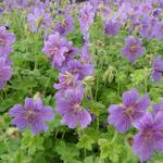 Geranium 'Alan Mayes' - Ooievaarsbek