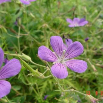 Geranium 'Nimbus'