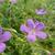 Geranium 'Nimbus'