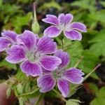 Geranium nodosum 'Whiteleaf' - Ooievaarsbek