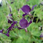 Geranium phaeum 'Klepper' - Ooievaarsbek - Geranium phaeum 'Klepper'