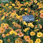 Nagelkruid - Geum 'Totally Tangerine'