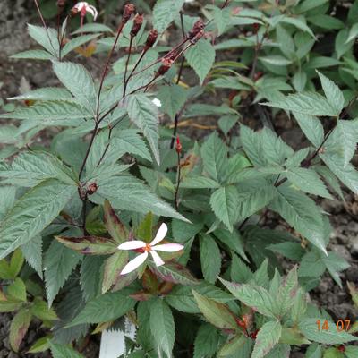 Gillenia - Gillenia trifoliata 'Pink Profusion'