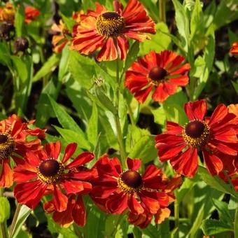 Helenium 'Baudirektor Linne'