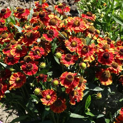 Zonnenkruid - Helenium 'Red Jewel'