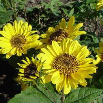 Helianthus decapetalus 'Triomphe de Gand'