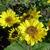 Helianthus decapetalus 'Triomphe de Gand'