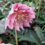 Helleborus orientalis 'DOUBLE ELLEN Pink' - Nieskruid