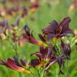 Hemerocallis 'American Revolution' - Daglelie