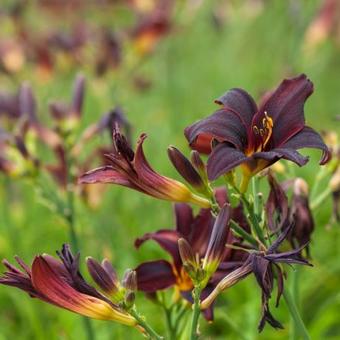 Hemerocallis 'American Revolution'