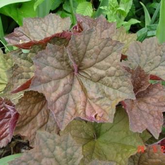 Heuchera 'Brownies'