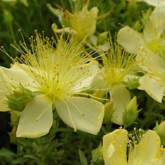 Hypericum olympicum f. uniflorum 'Citrinum'