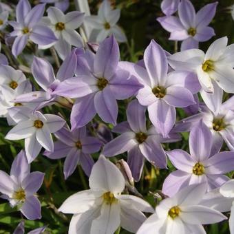 Ipheion uniflorum 'Wisley Blue'