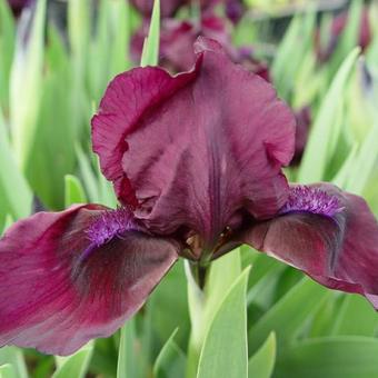 Iris pumila 'Cherry Garden'