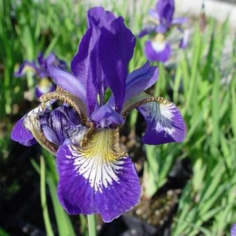 Iris sibirica 'Blue Moon'