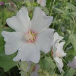 Lavatera 'Silver Barnsley' - Struikmalva - Lavatera 'Silver Barnsley'