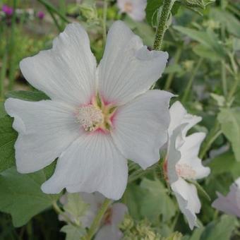 Lavatera 'Silver Barnsley'