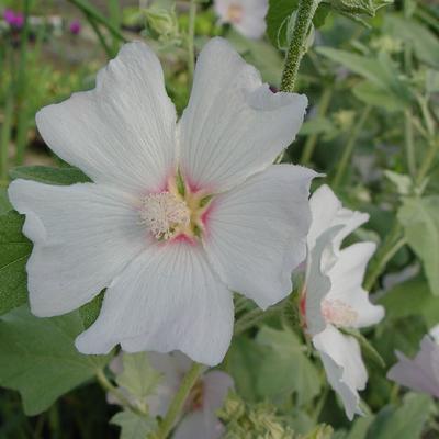 Struikmalva - Lavatera 'Silver Barnsley'