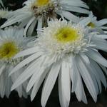 Leucanthemum 'Christine Hagemann' - Margriet, Reuzenmargriet, Grootbloemige margriet