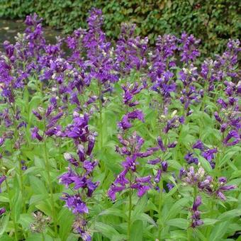 Lobelia x speciosa 'FAN Blue'