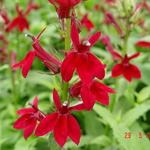 Lobelia x speciosa 'FAN Burgundy' - Lobelia