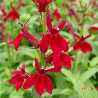 Lobelia x speciosa 'FAN Burgundy'