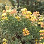 Lupinus arboreus - Boomlupine