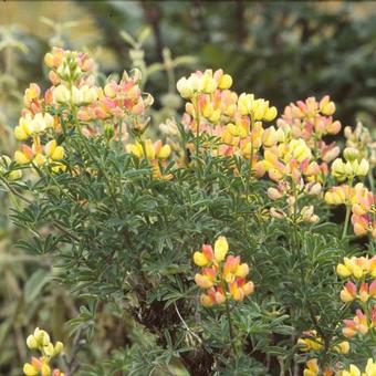 Lupinus arboreus