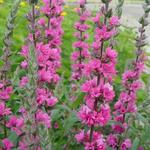 Lythrum salicaria 'Pink Blush' - Kattenstaart - Lythrum salicaria 'Pink Blush'