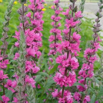 Lythrum salicaria 'Pink Blush'