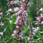 Lythrum salicaria 'Pink Tails' - Kattenstaart