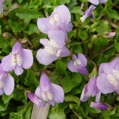 Mazus miquelii - Mazus