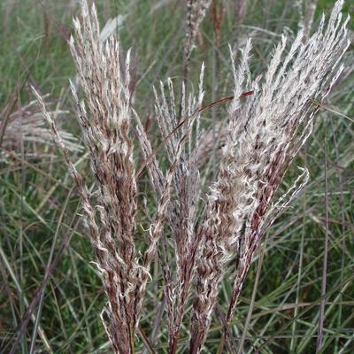 Prachtriet - Miscanthus sinensis 'Dread Locks'