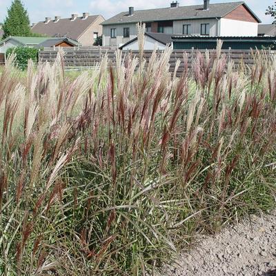 Prachtriet - Miscanthus sinensis 'Dronning Ingrid'