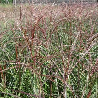 Miscanthus sinensis 'Purple Fall'