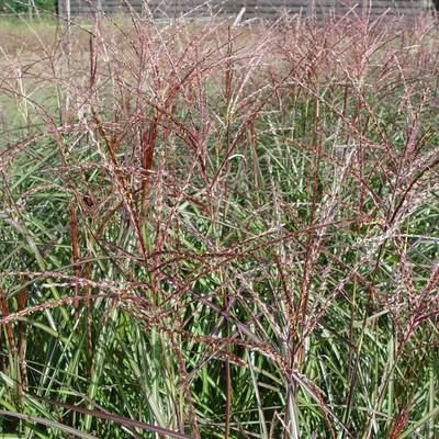 Prachtriet - Miscanthus sinensis 'Purple Fall'