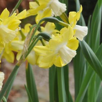 Narcissus 'Pipit'