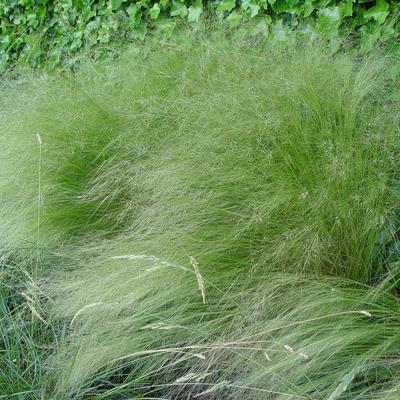 Mexicaans vedergras - Stipa tenuissima